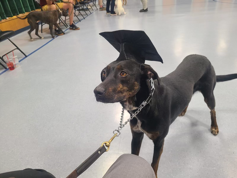 Kris's dog graduates from training school
